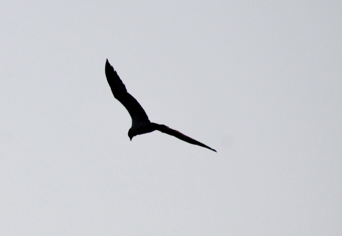 Águila Pescadora - ML620315364