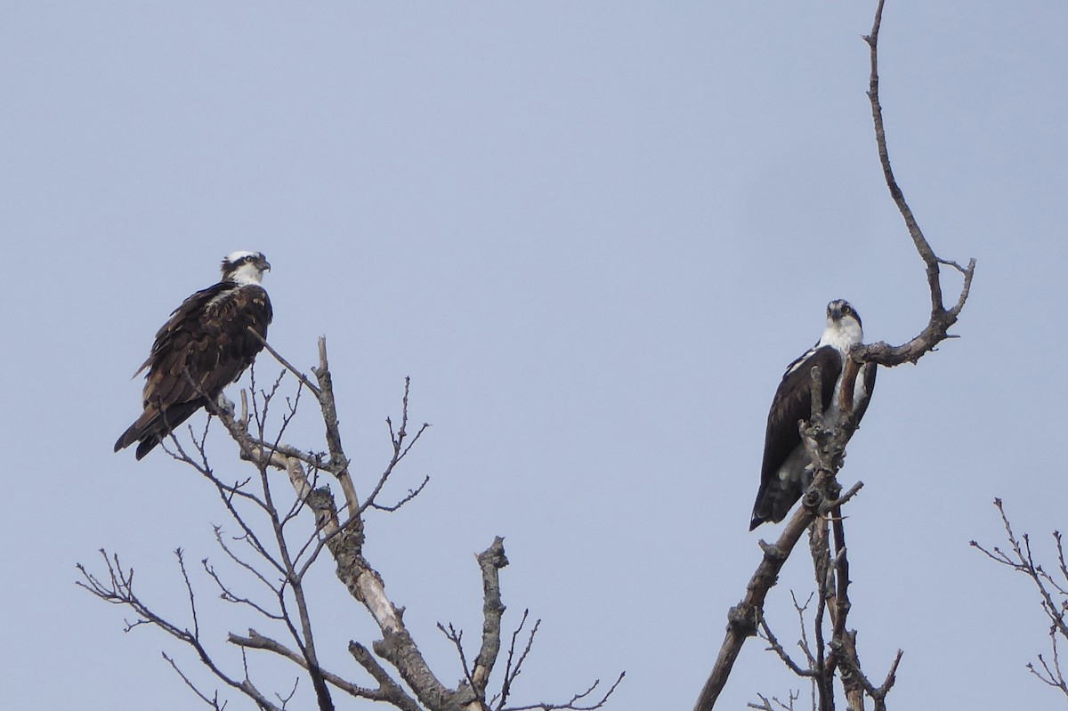 Osprey - ML620315365