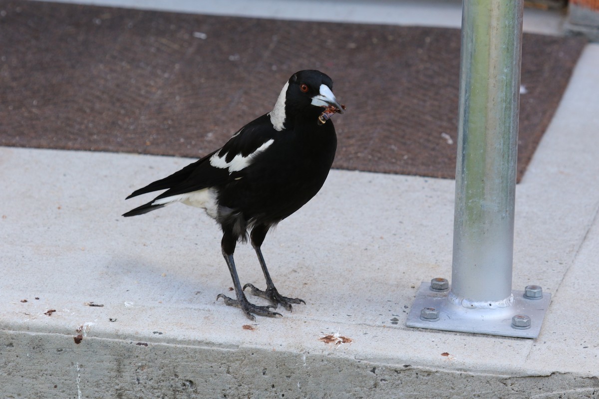 Australian Magpie - ML620315374