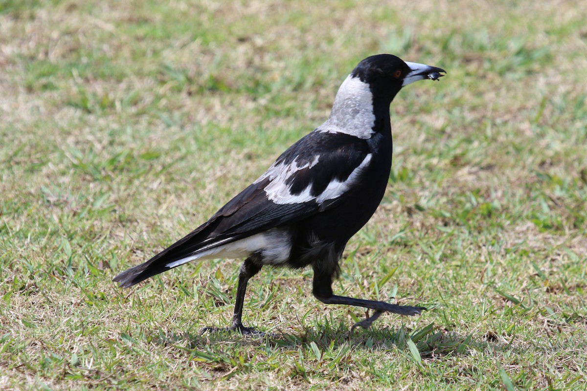 Australian Magpie - ML620315376