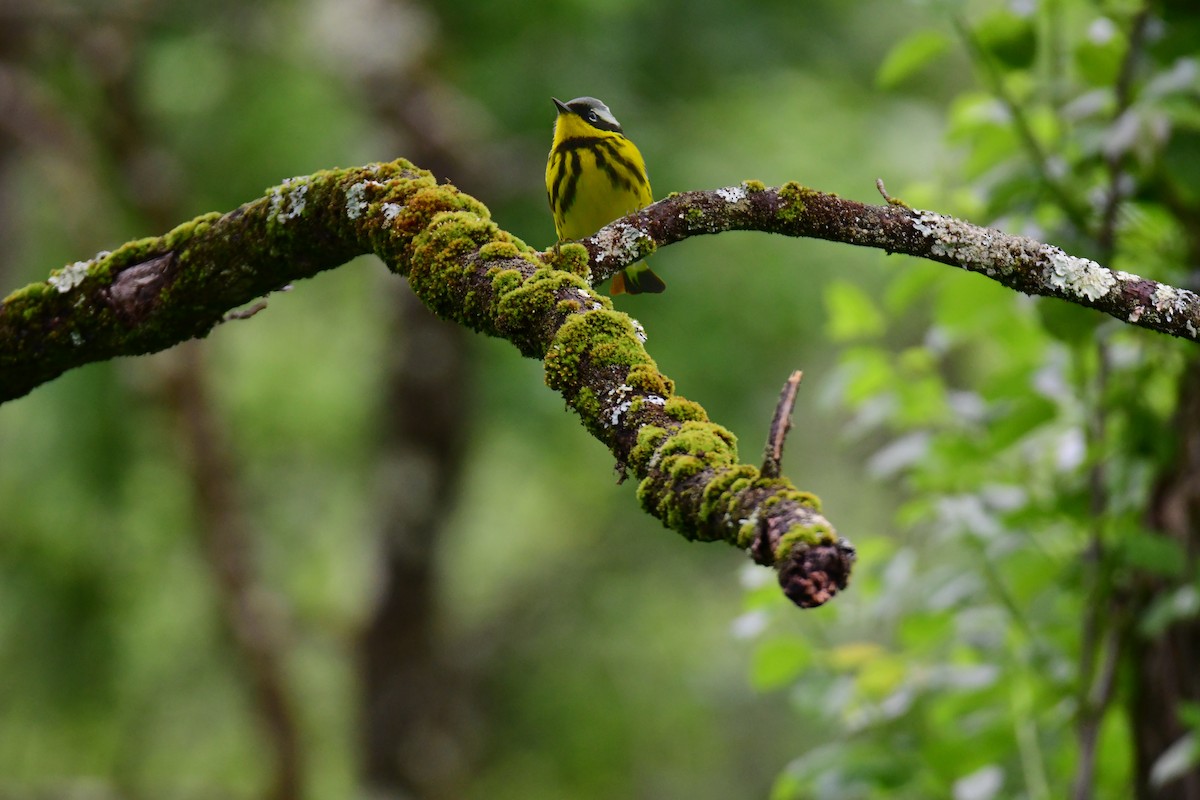 Magnolia Warbler - ML620315379