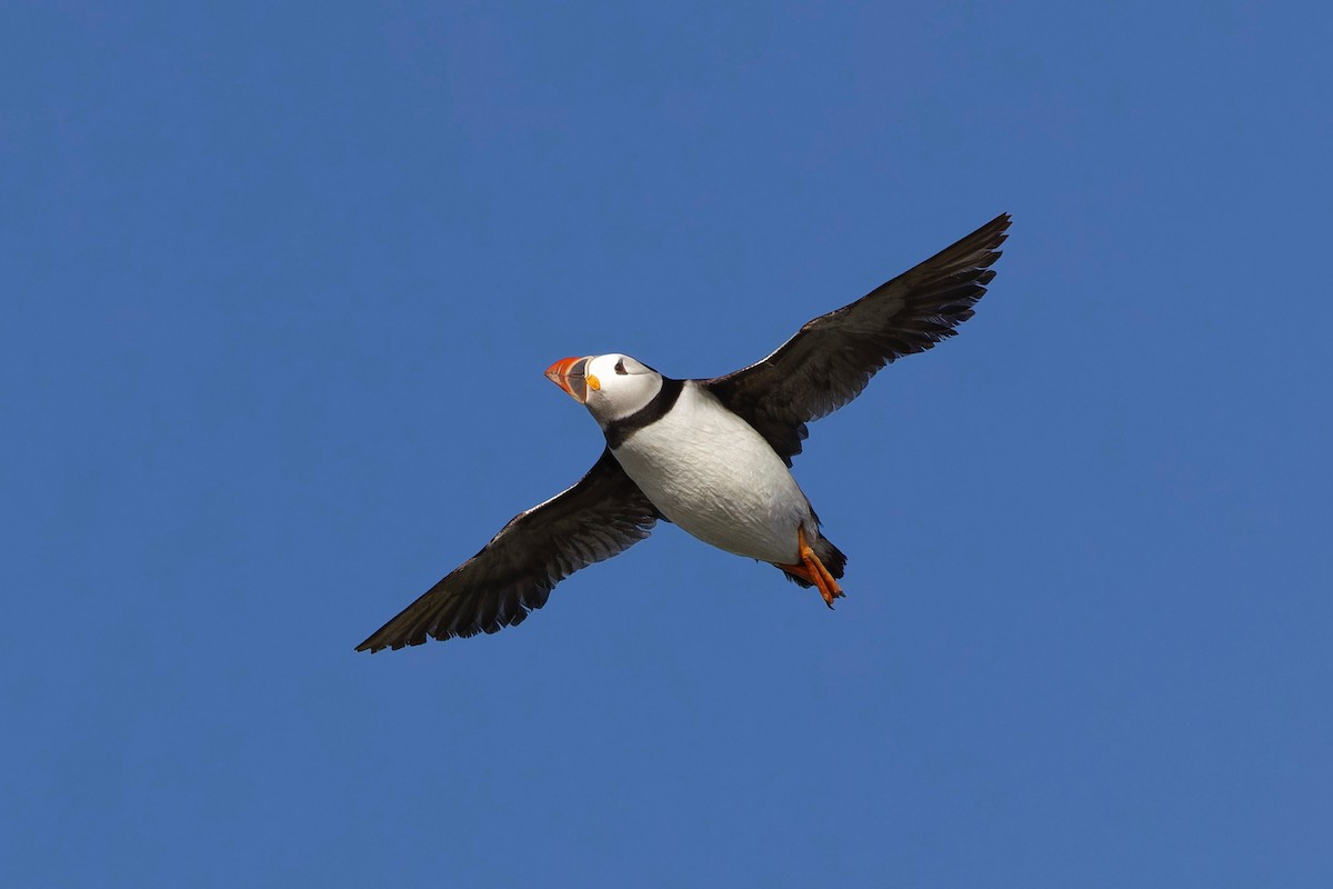 Atlantic Puffin - ML620315382