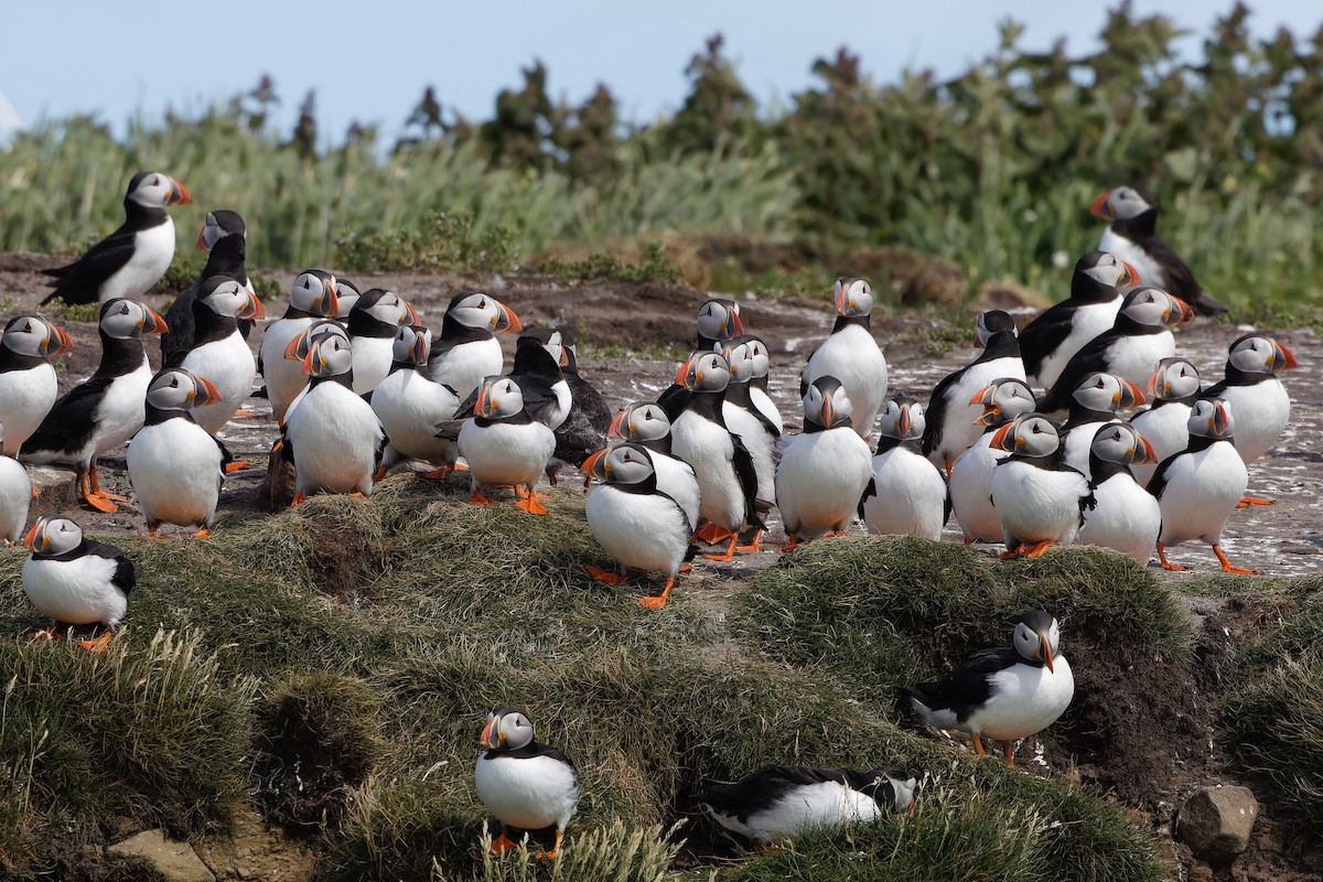 Atlantic Puffin - ML620315383