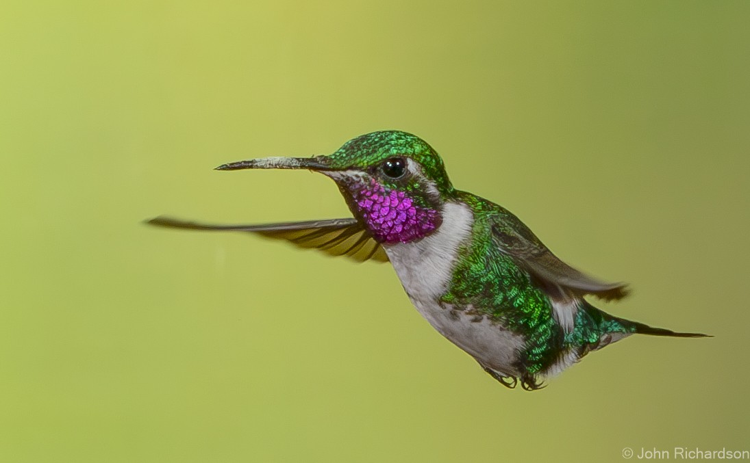 White-bellied Woodstar - ML620315385