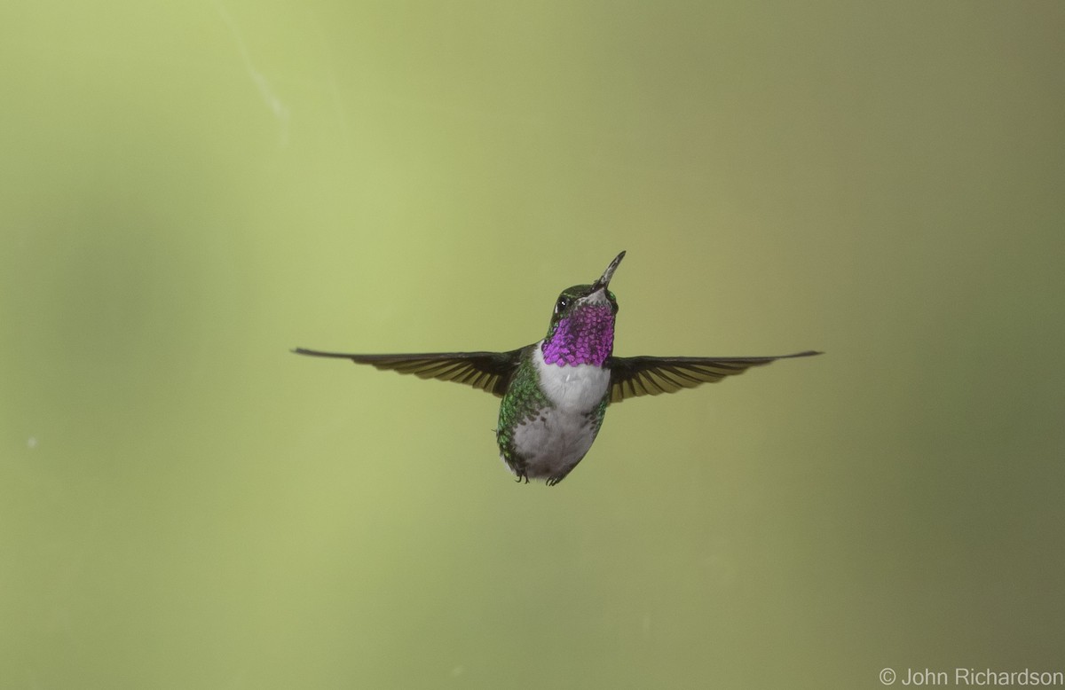 Colibrí de Mulsant - ML620315386