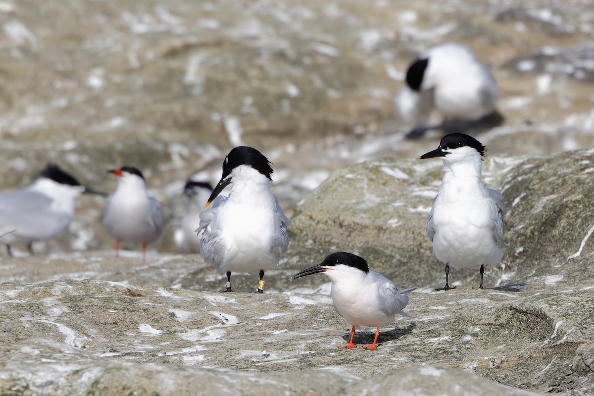 Roseate Tern - ML620315387