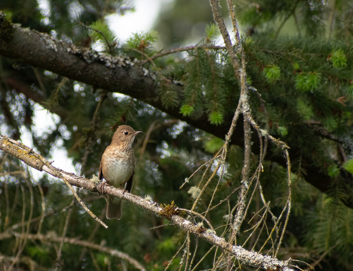 Swainson's Thrush - ML620315389