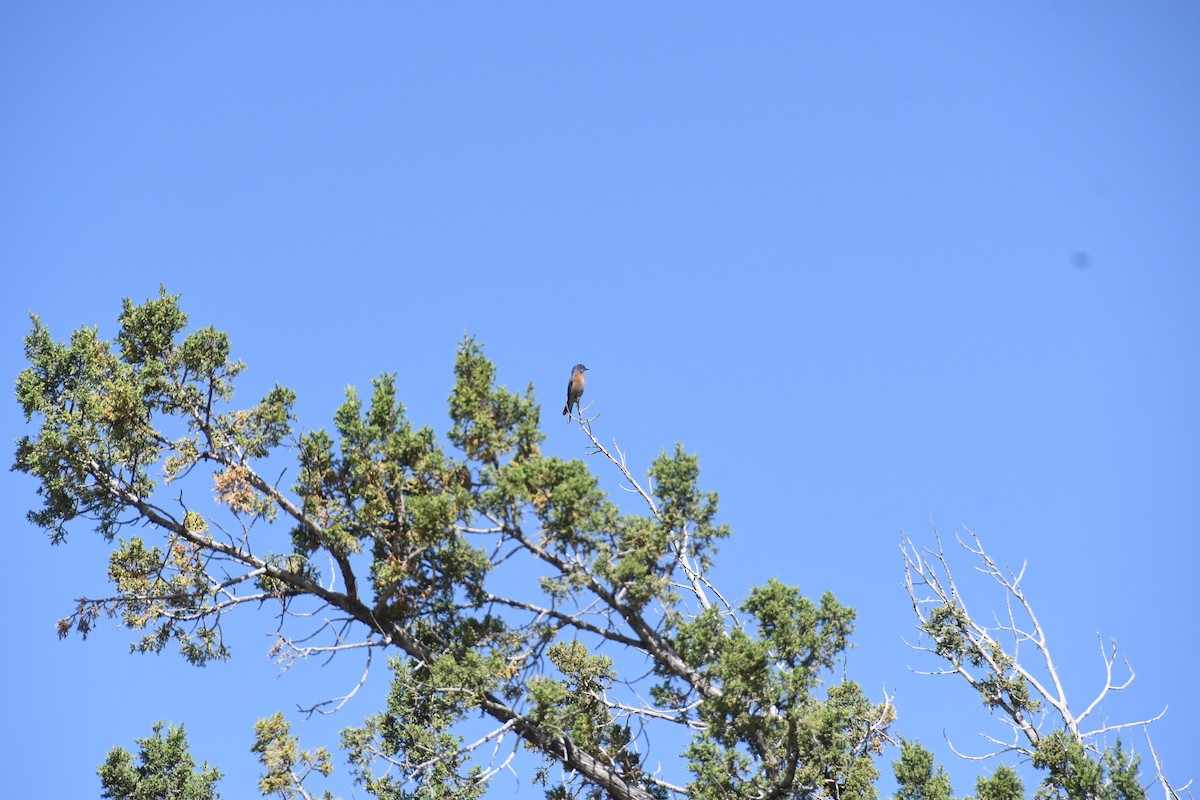 Mountain Bluebird - ML620315390