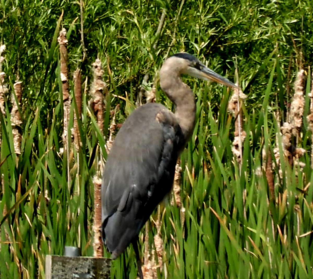 Great Blue Heron - ML620315394