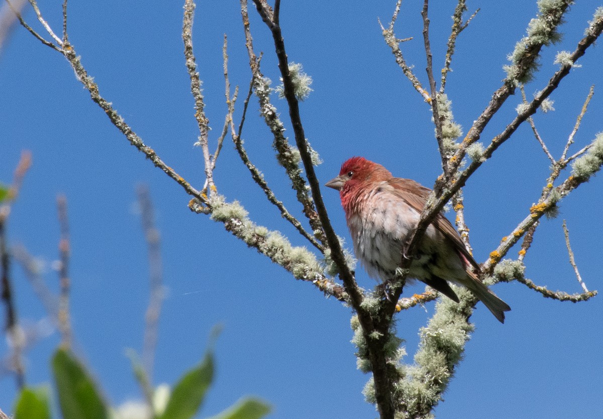 Purple Finch - ML620315395