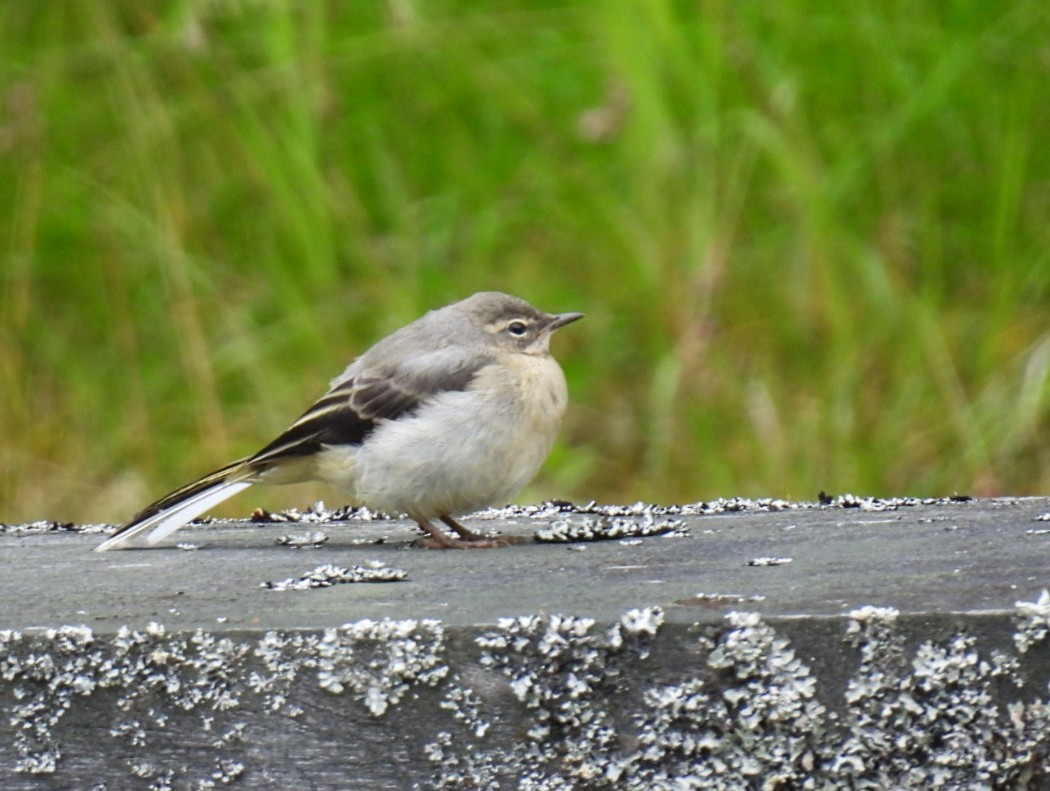 Gray Wagtail - ML620315399