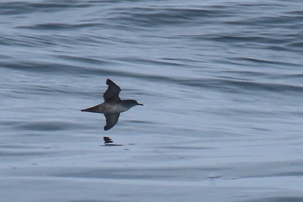 Balearic Shearwater - ML620315404