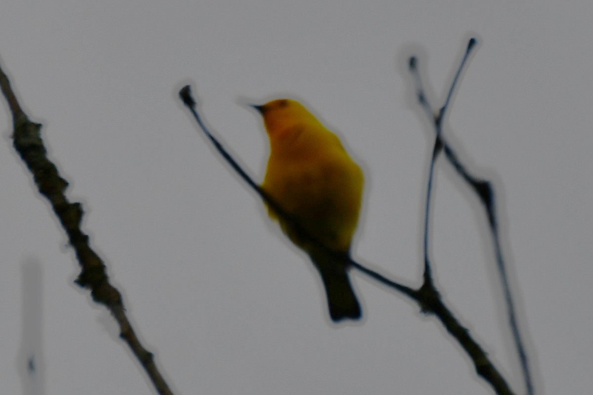Prothonotary Warbler - ML620315405