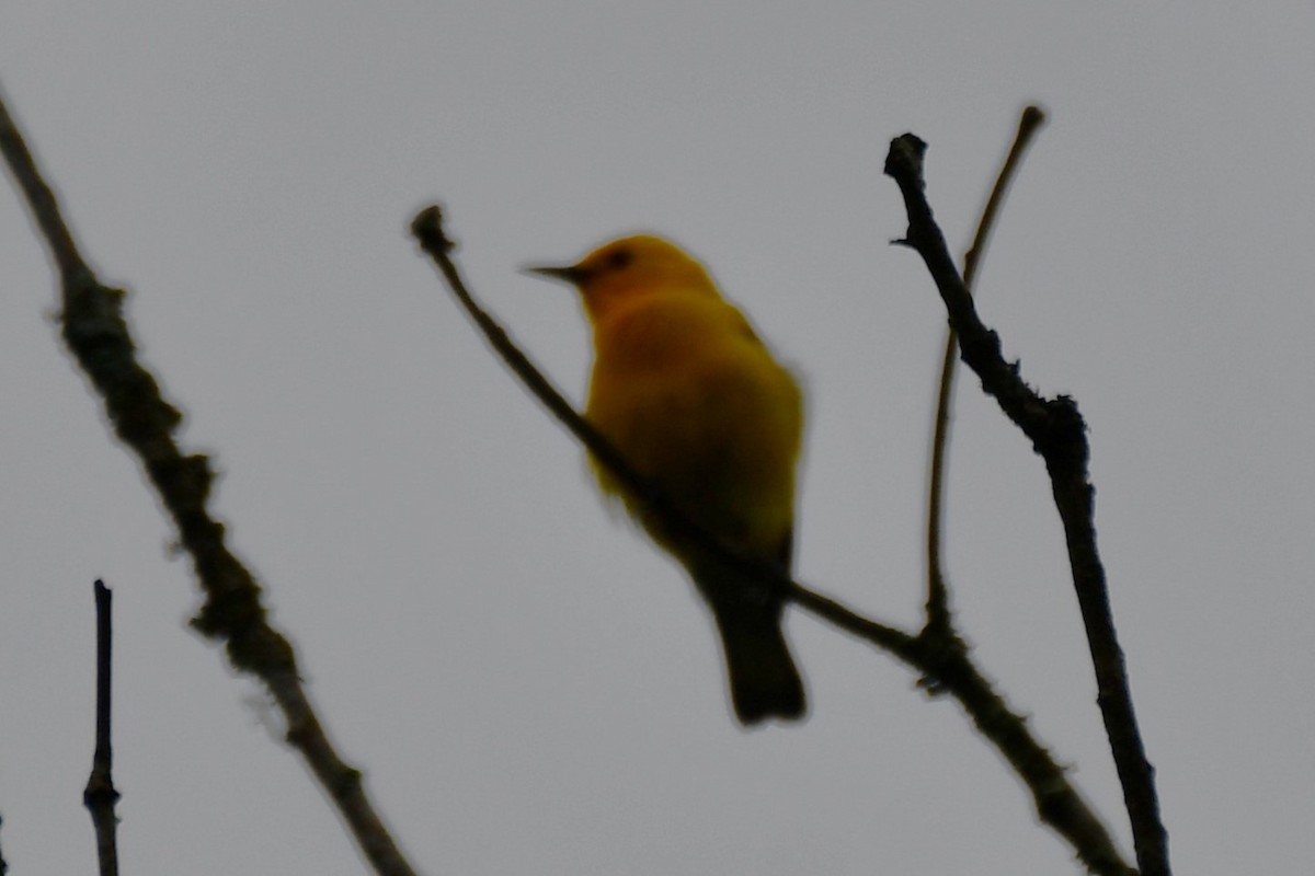 Prothonotary Warbler - ML620315406