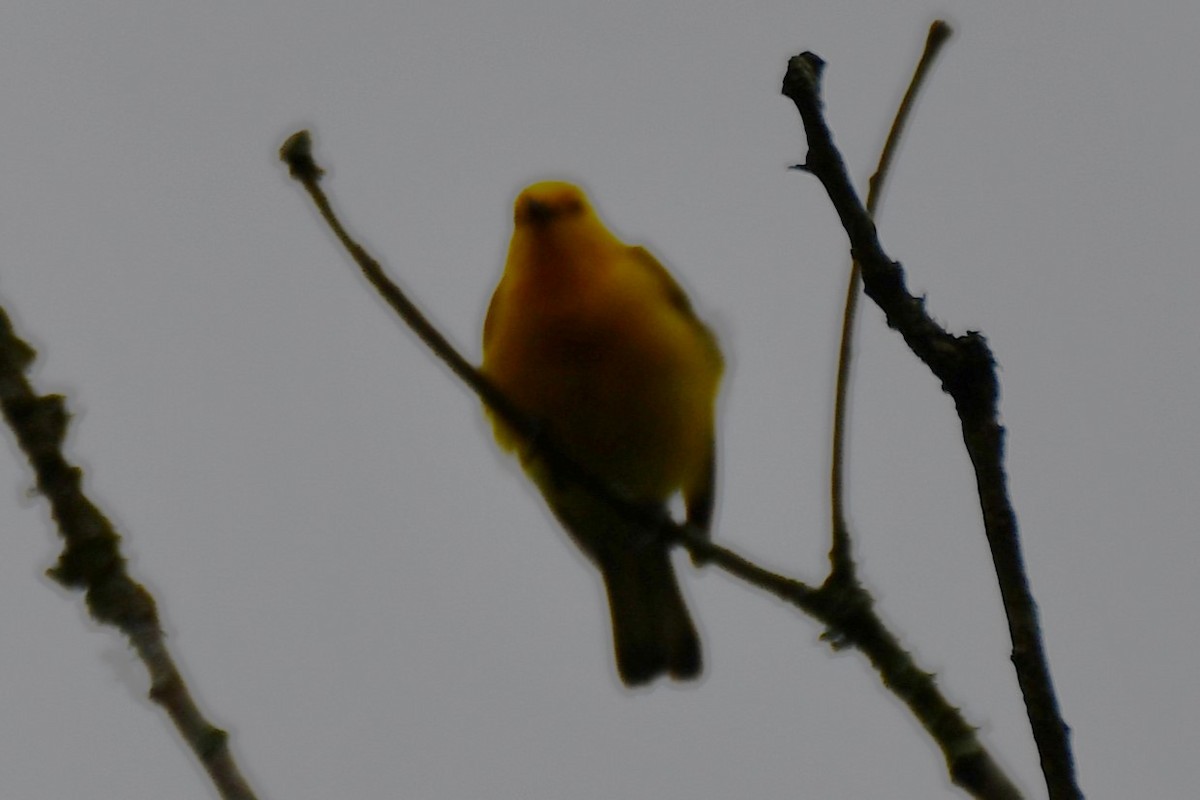 Prothonotary Warbler - ML620315407