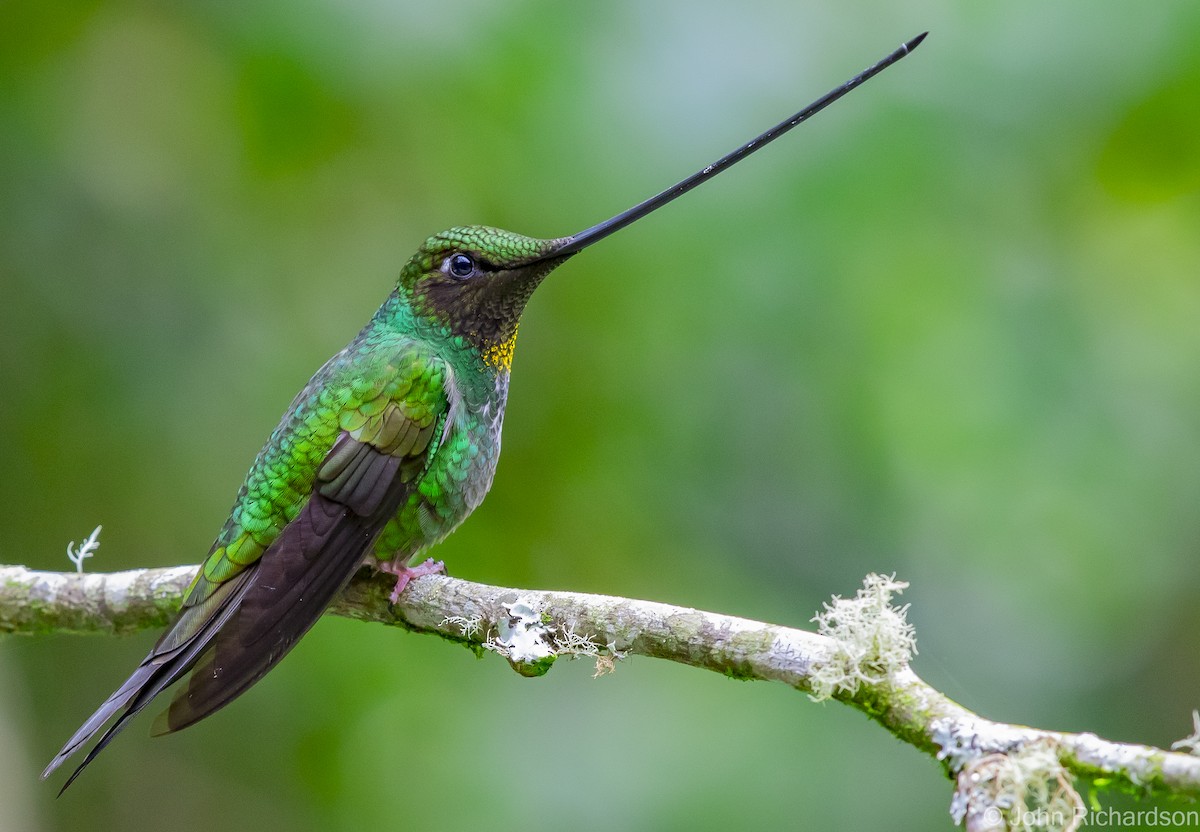 Sword-billed Hummingbird - ML620315410
