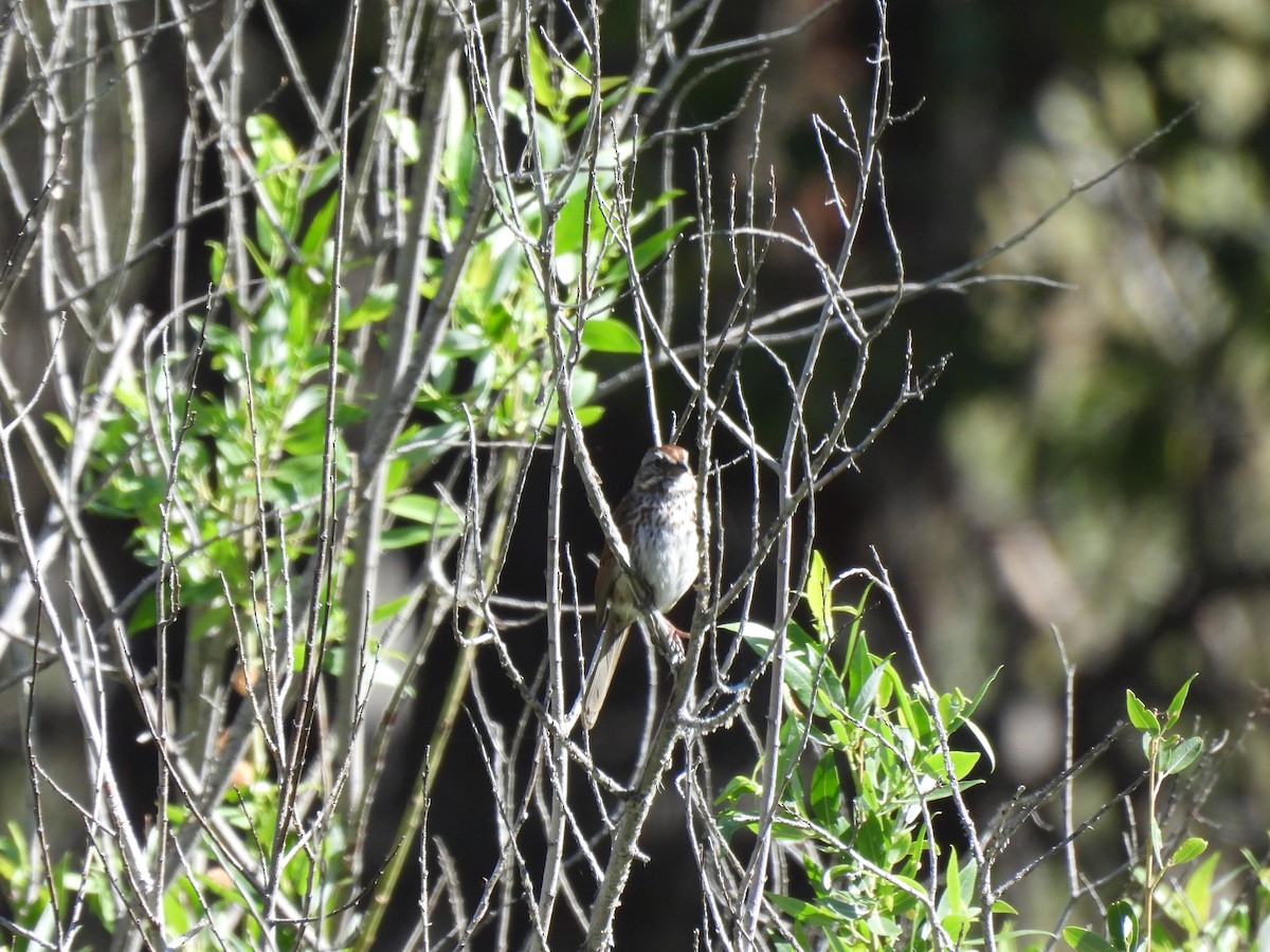 Song Sparrow - ML620315415