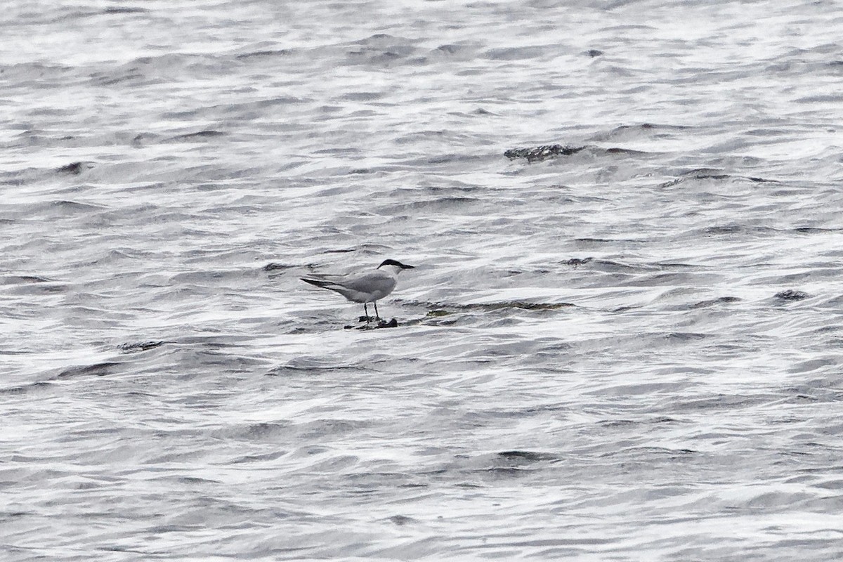 Gull-billed Tern - ML620315417