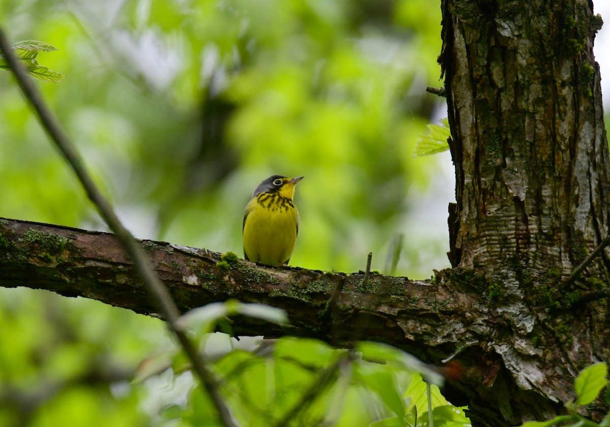 Canada Warbler - ML620315422