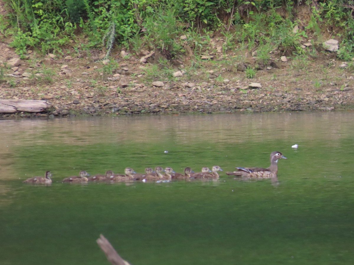 Wood Duck - ML620315428