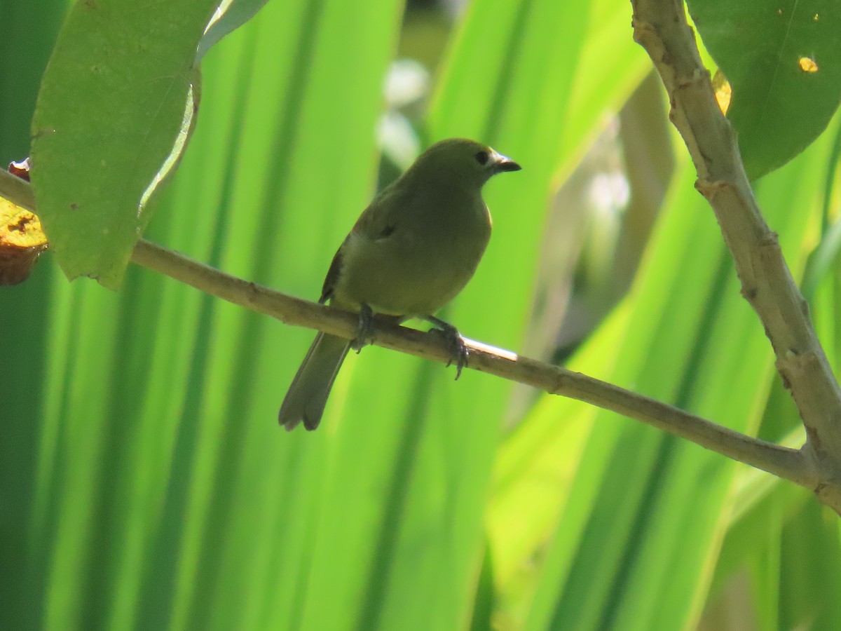 Palm Tanager - ML620315436