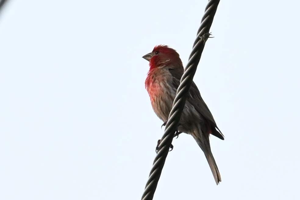 House Finch - ML620315452