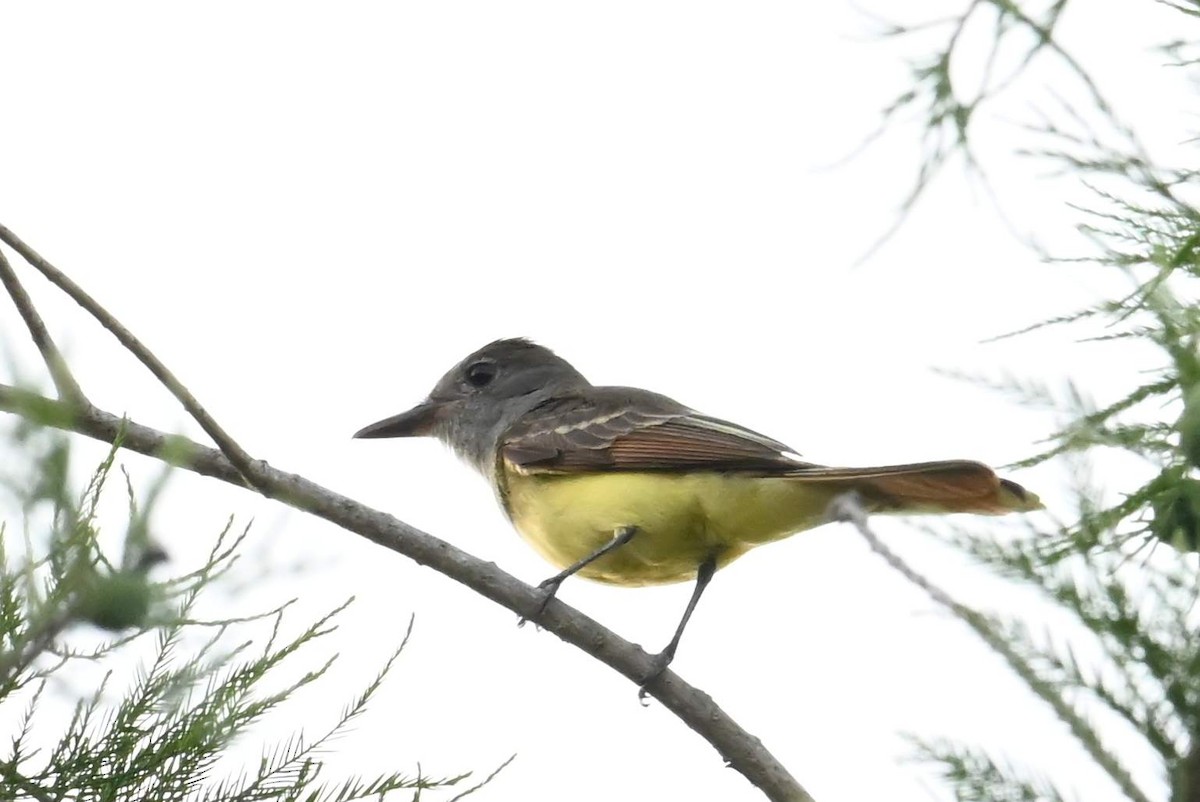 Great Crested Flycatcher - ML620315462