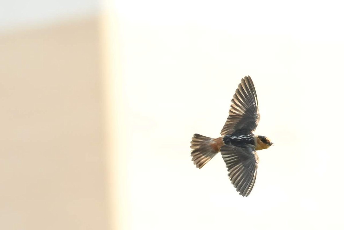 Cave Swallow - ML620315468