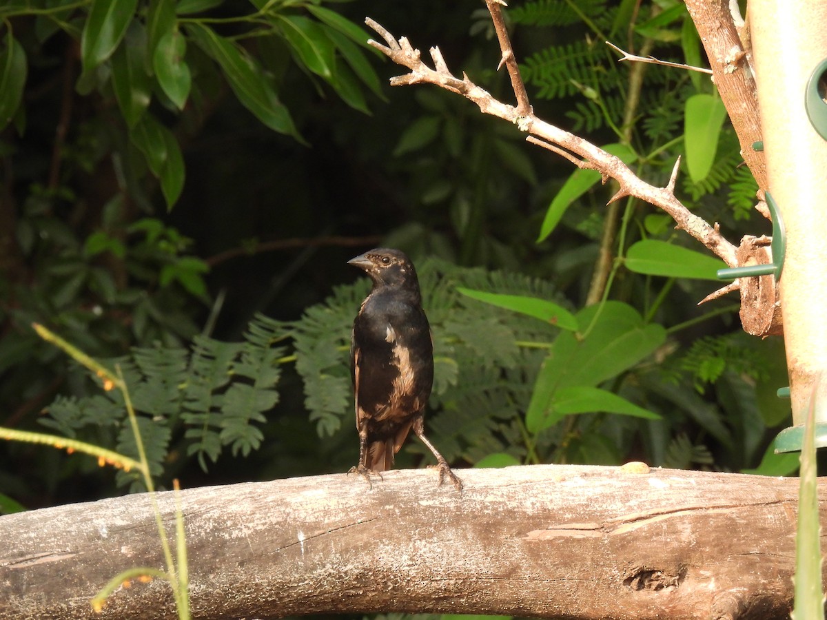 Screaming Cowbird - Silvana Mallo