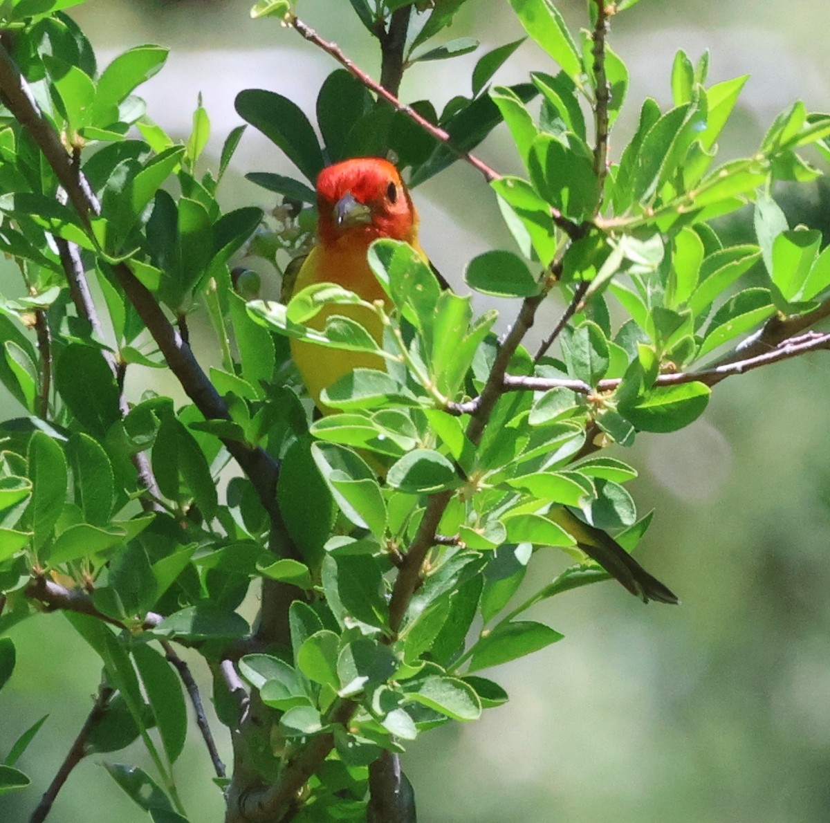 Western Tanager - ML620315474
