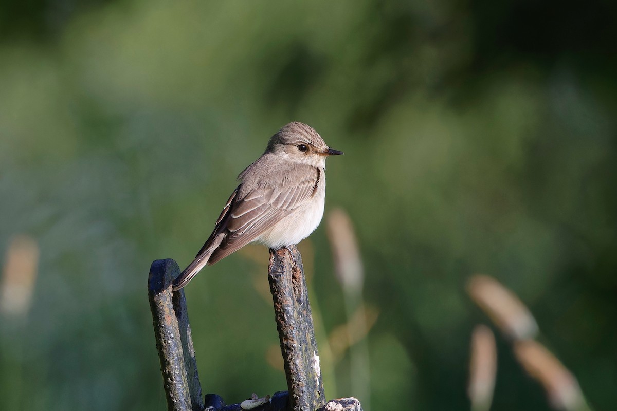 Spotted Flycatcher - ML620315475