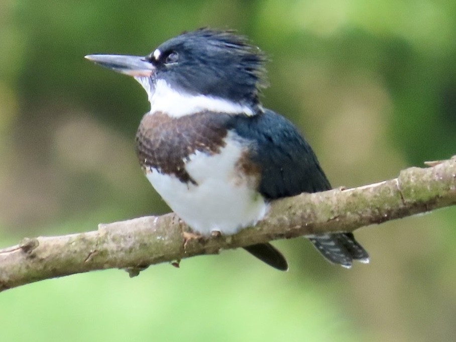 Belted Kingfisher - ML620315477