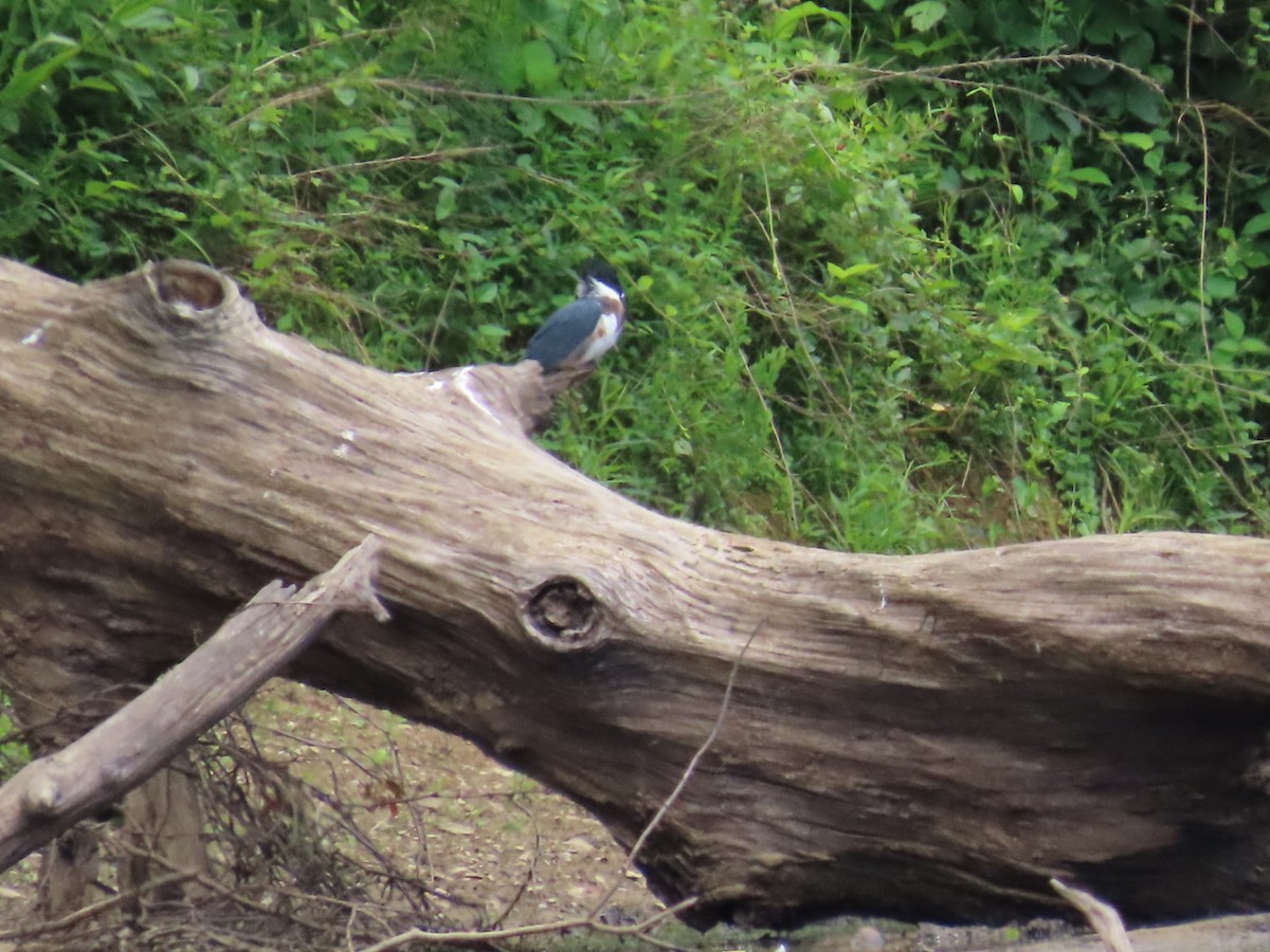 Belted Kingfisher - ML620315478