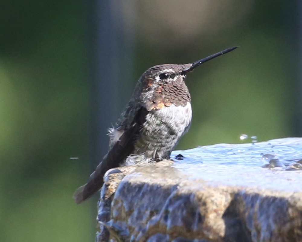 Allen's Hummingbird - ML620315480