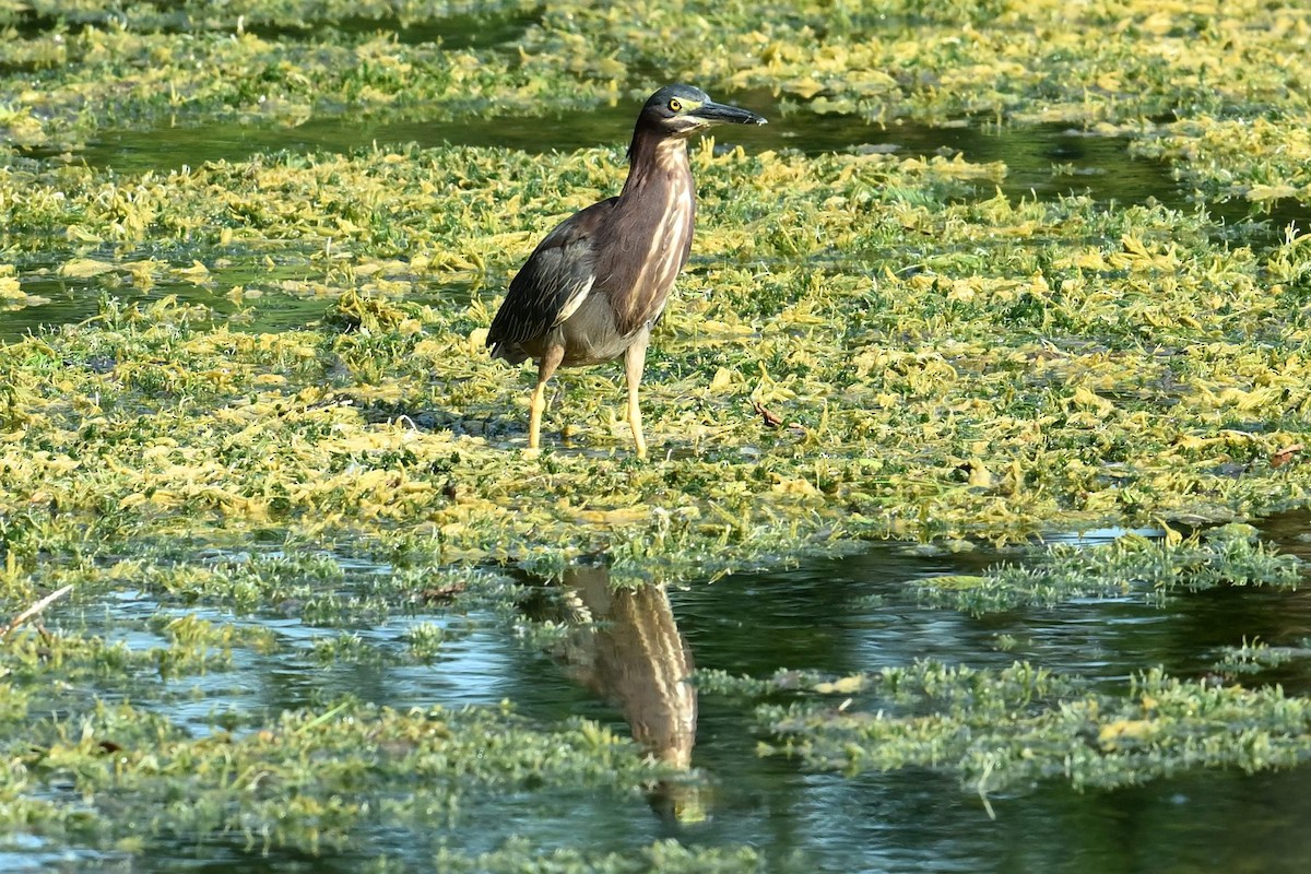 Green Heron - ML620315482