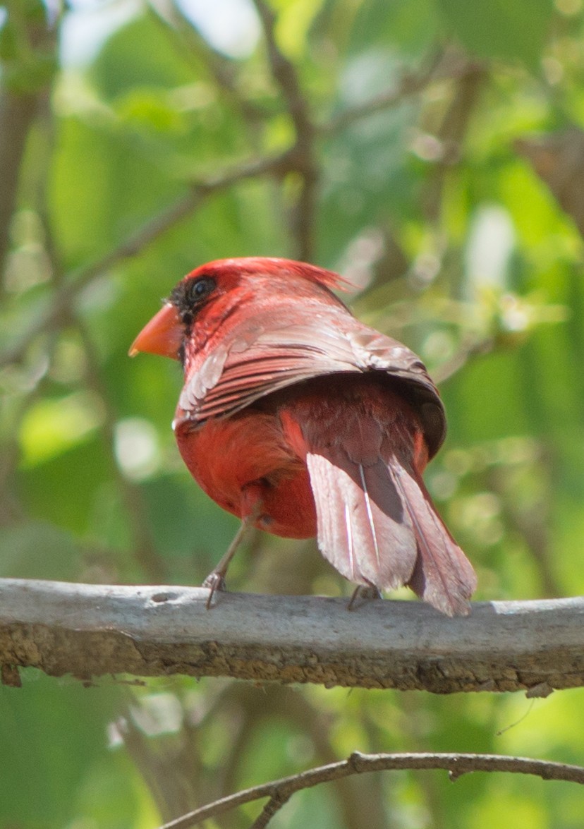 Cardinal rouge - ML620315485