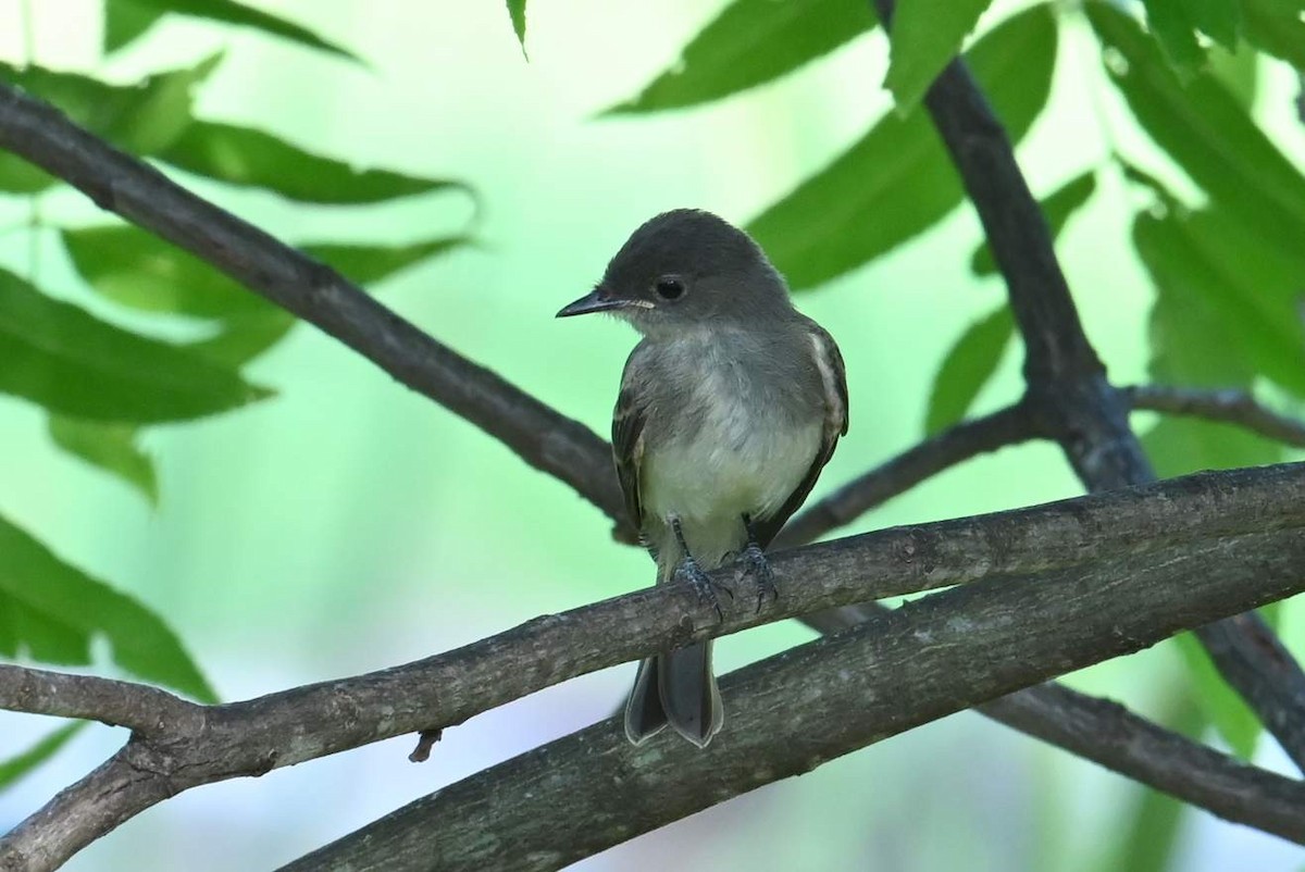 Eastern Wood-Pewee - ML620315488