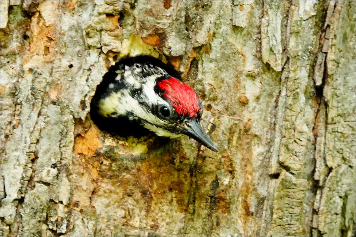 Yellow-bellied Sapsucker - ML620315489