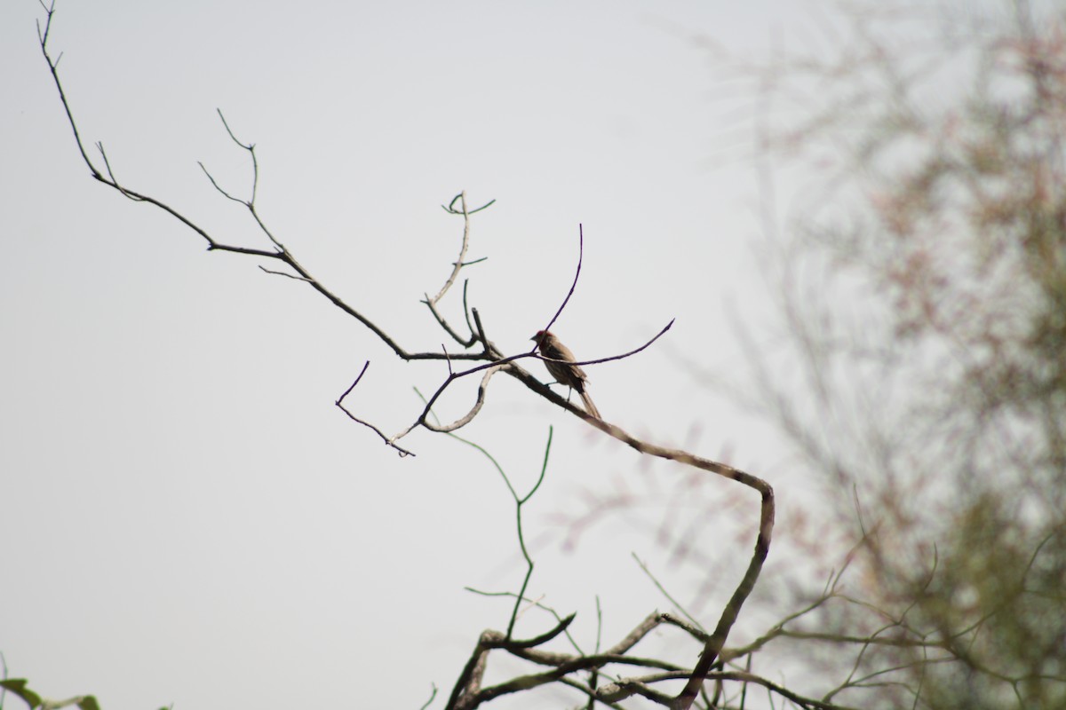 House Finch - ML620315492