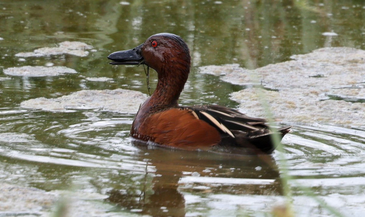 Cinnamon Teal - ML620315508