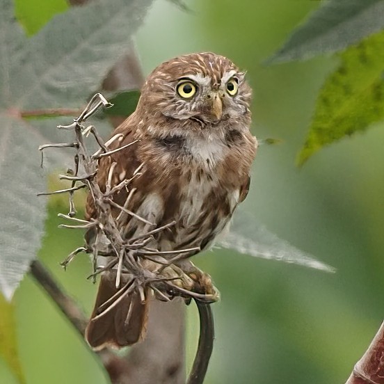 Peruvian Pygmy-Owl - ML620315509