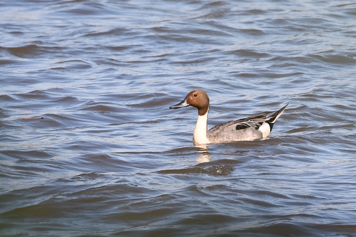 Northern Pintail - ML620315510