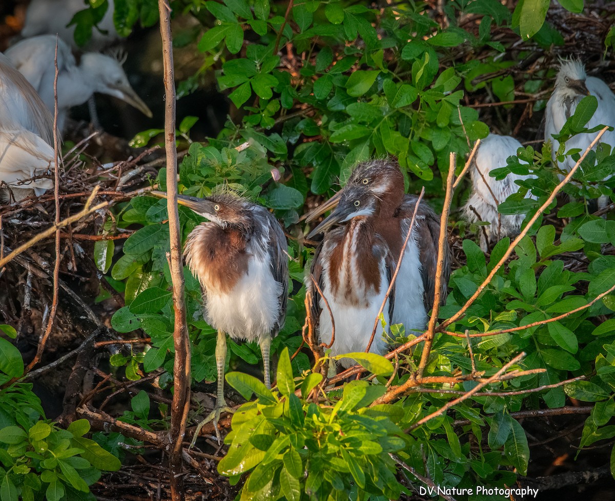 Tricolored Heron - ML620315513