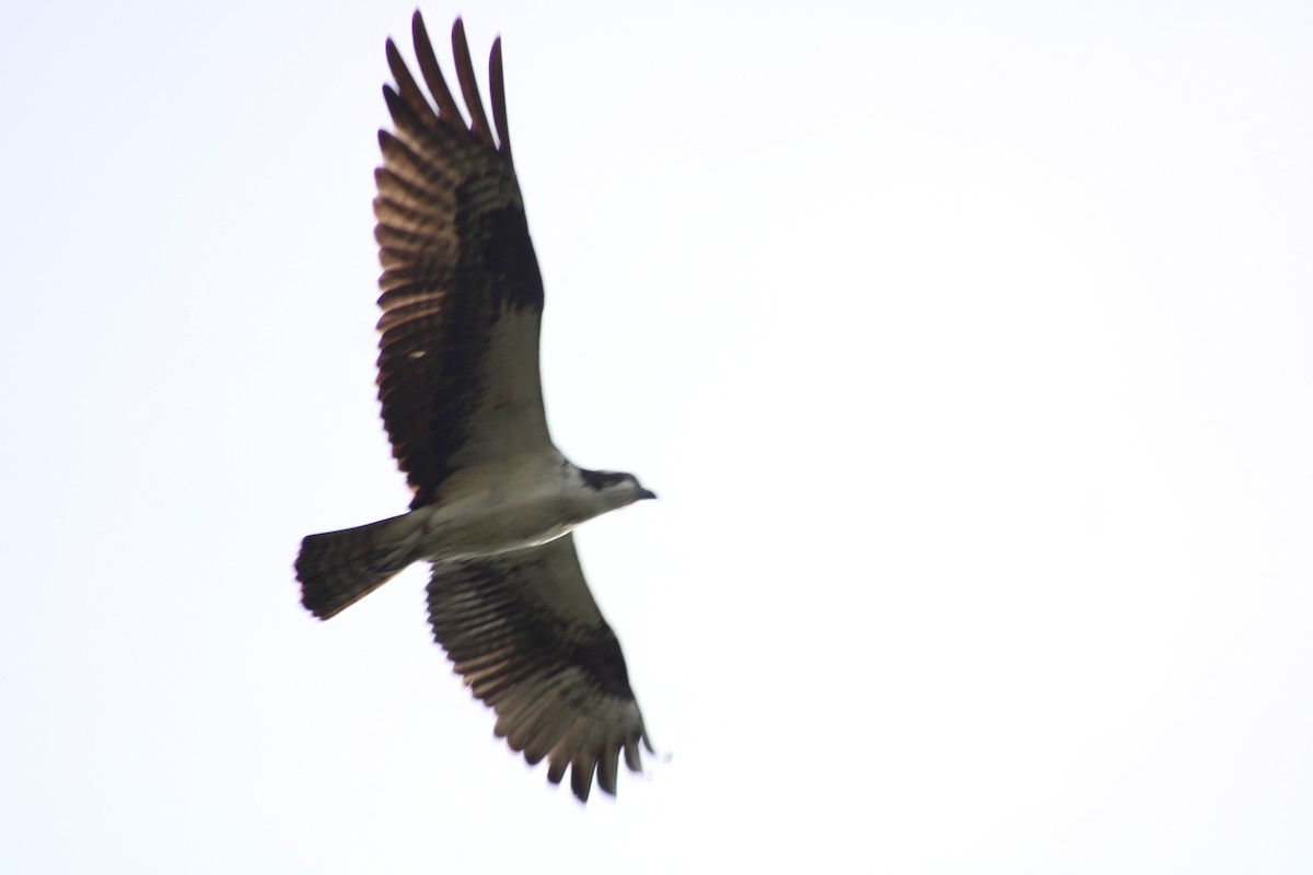 Águila Pescadora - ML620315514