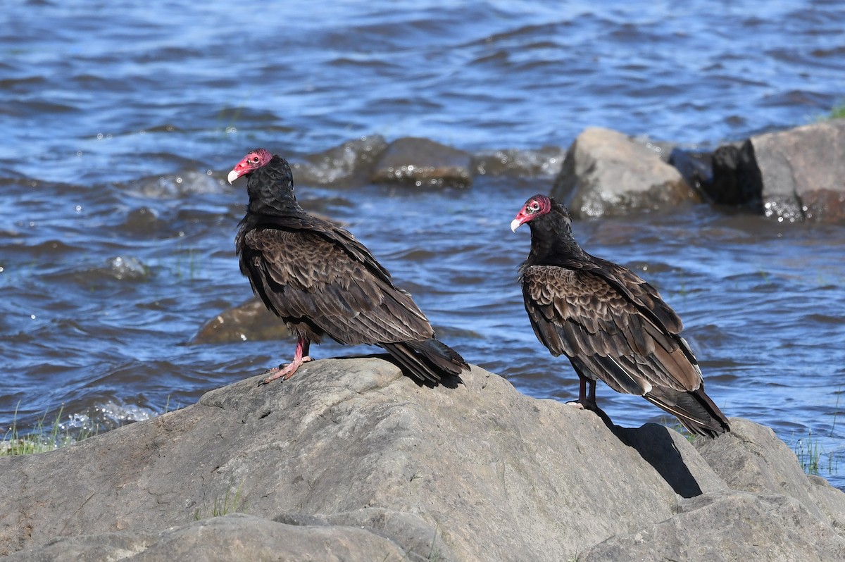 Turkey Vulture - Hélène Dumais