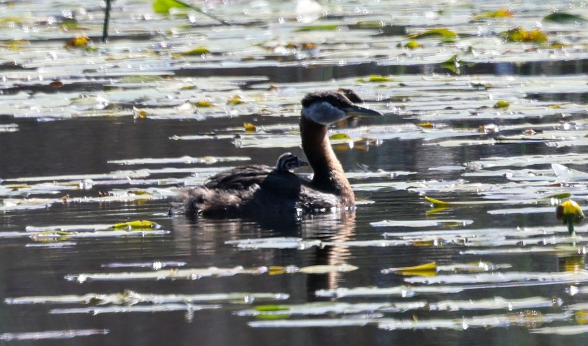 Red-necked Grebe - ML620315526
