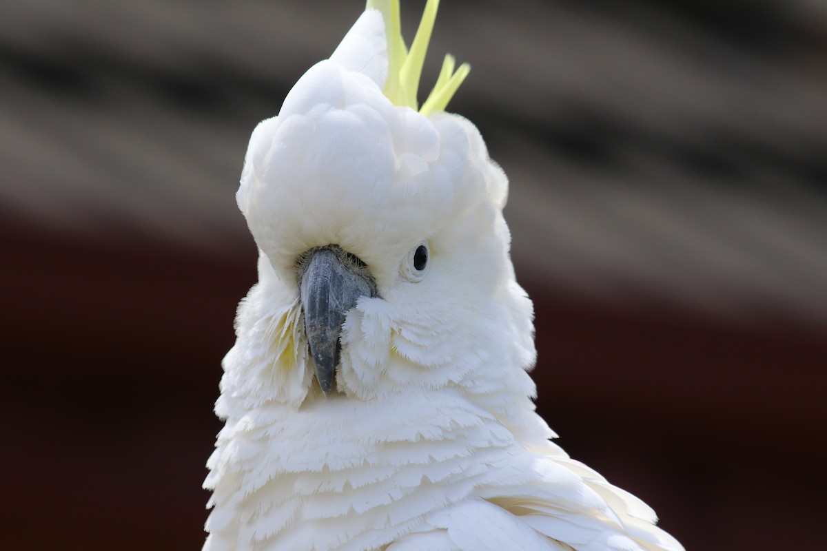 Sulphur-crested Cockatoo - ML620315528