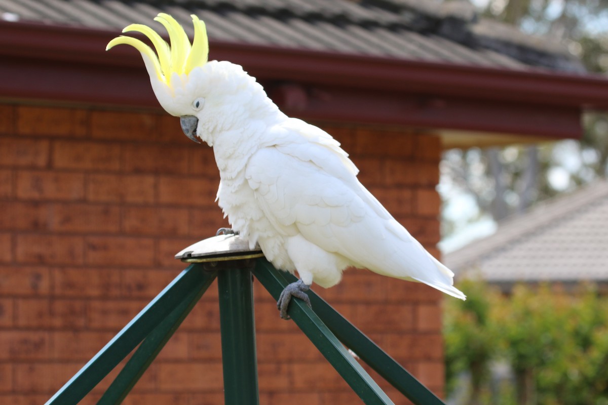 Sulphur-crested Cockatoo - ML620315529