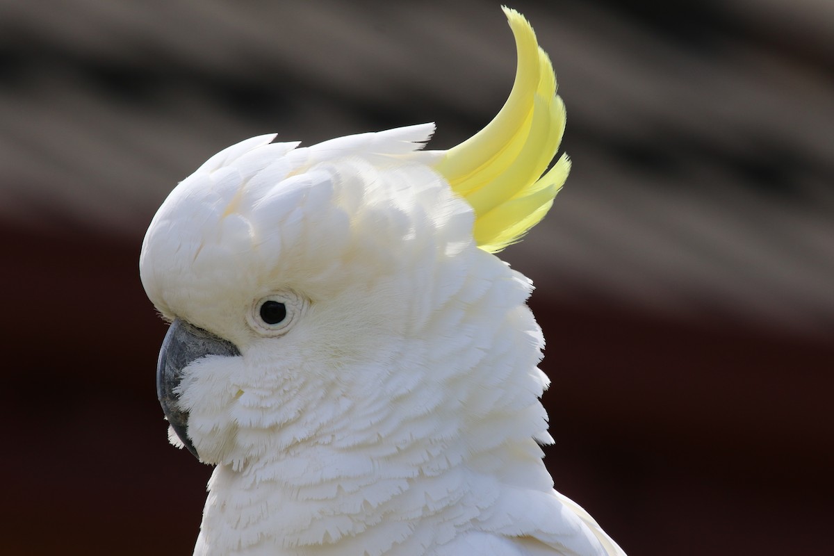 Sulphur-crested Cockatoo - ML620315530