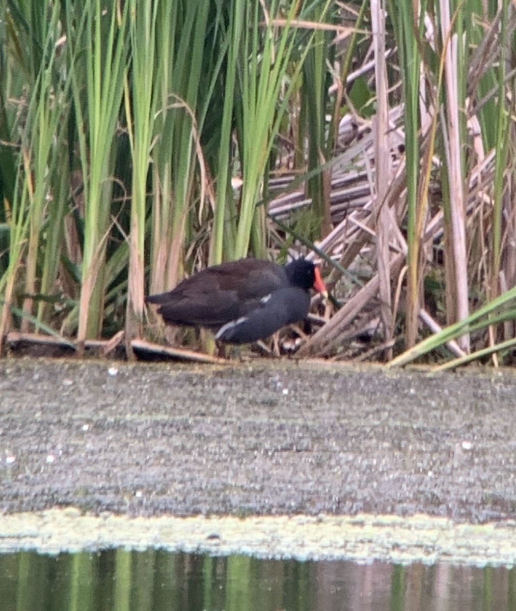 Gallinule d'Amérique - ML620315535